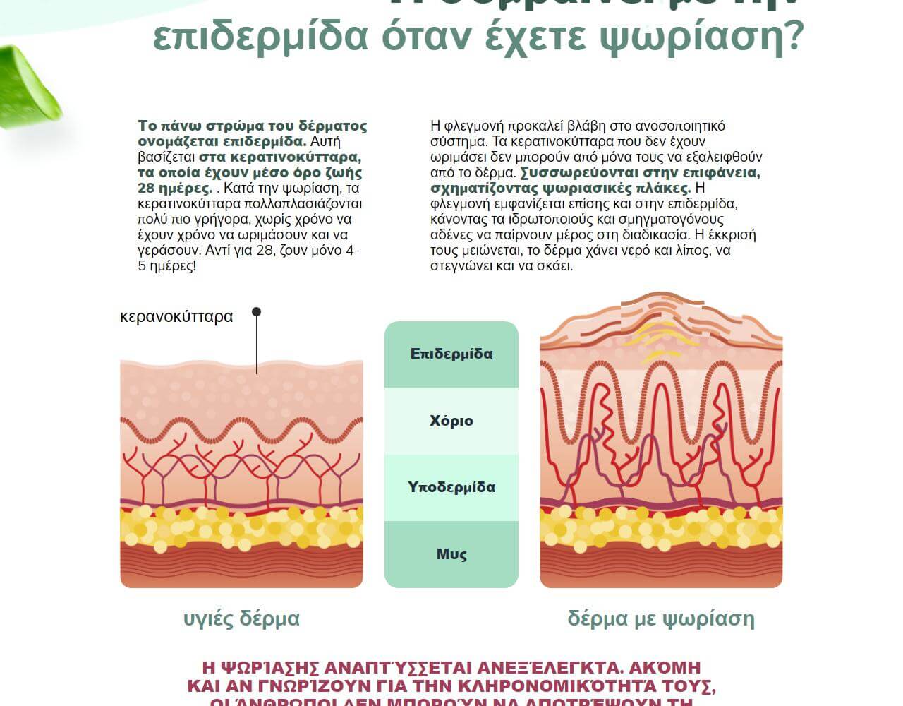 Dr.Derm 2